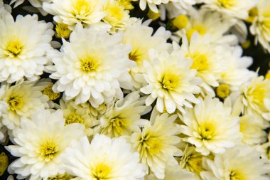 Kasımpatı çiçeği çalısı, üst manzara. Parlak bir buket çiçek açan cüce kasımpatı, sonbaharda çiçek açan dekoratif çiçekler..