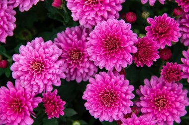 Kasımpatı çiçeği çalısı, üst manzara. Bir buket çiçek açan cüce kasımpatı, sonbaharda çiçek açan dekoratif çiçekler..