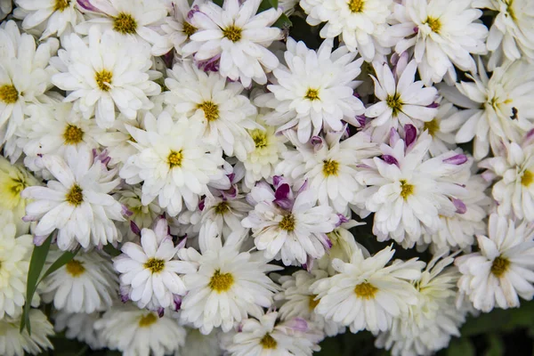 菊の花のブッシュ トップビュー 咲く矮星菊の明るい花束 装飾花の秋の開花 — ストック写真