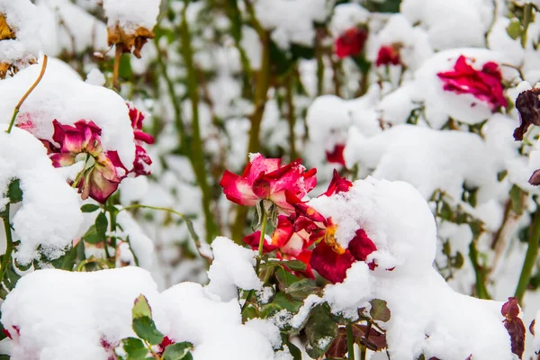 Květina Pod Sněhem Červená Růže Pod Sněhem Proti Listí Sněhu — Stock fotografie