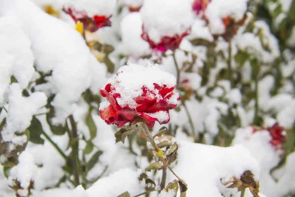 Egy Virág Alatt Piros Rózsa Alatt Ellen Levelek Háttér — Stock Fotó
