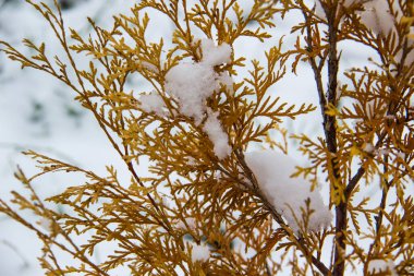 Güzel kozalaklı ağaç yaprakları Thuja. Thuja ağaçlarının sarı yapraklarını kar arka planına yaklaştır