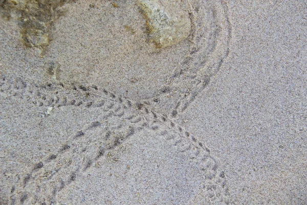 Krabba Fotspår Sanden — Stockfoto