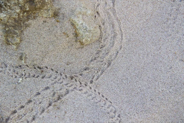 Krabba Fotspår Sanden — Stockfoto