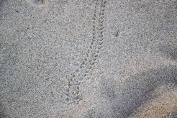 Een Krab Voetafdruk Het Zand — Stockfoto