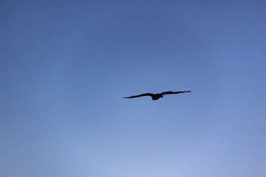 Mavi gökyüzüne karşı uçan kartal. Kuş gökyüzünde izole edilmiş.