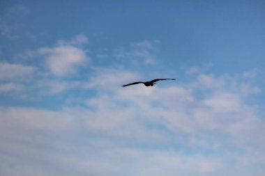 Kartal bulutlarla mavi gökyüzüne doğru uçuyor. Kuş gökyüzünde izole edilmiş.