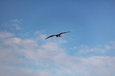 Kartal bulutlarla mavi gökyüzüne doğru uçuyor. Kuş gökyüzünde izole edilmiş.