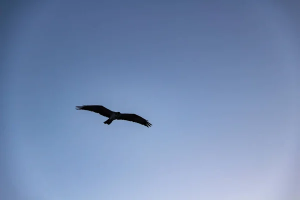 The eagle flying against blue sky. The bird isolated silhouette in the sky