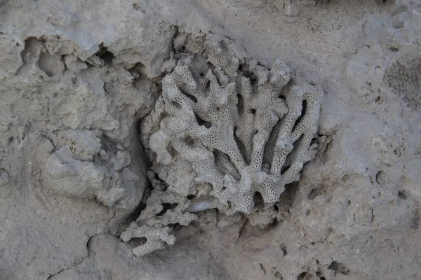 Hermosas Piedras Textura Material Natural Coral Seco Petrificado Sobre Roca —  Fotos de Stock