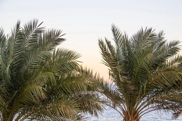 Green palm trees with green leaves on the beach against sea background