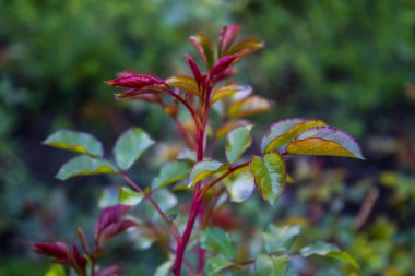 Arka planda gülün hoş yeşil ve kırmızı yaprakları.