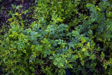 Gülün yeşil yaprakları arka planda.
