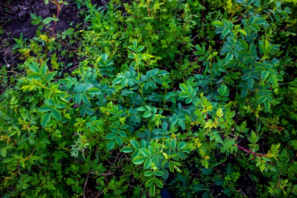 背景を背景にバラから素敵な緑の葉 — ストック写真