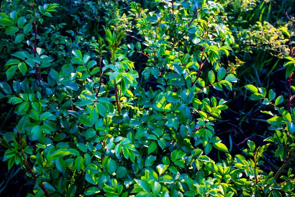 背景を背景にバラから素敵な緑の葉 — ストック写真