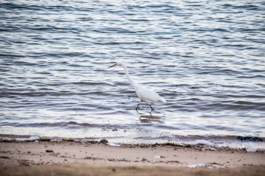 Mısır balıkçıl kuşu Mısır 'daki Hurghada' da kirli denizde yürüyor. Sahildeki beyaz kuş.