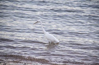 Mısır balıkçıl kuşu Mısır 'daki Hurghada' da kirli denizde yürüyor. Sahildeki beyaz kuş.