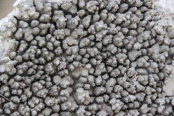 Hermosas Piedras Textura Material Natural Coral Seco Petrificado Sobre Roca —  Fotos de Stock