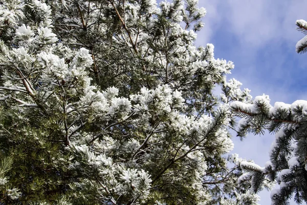 Vánoční Stromek Sněhem Pozadí Větve Sněhem — Stock fotografie