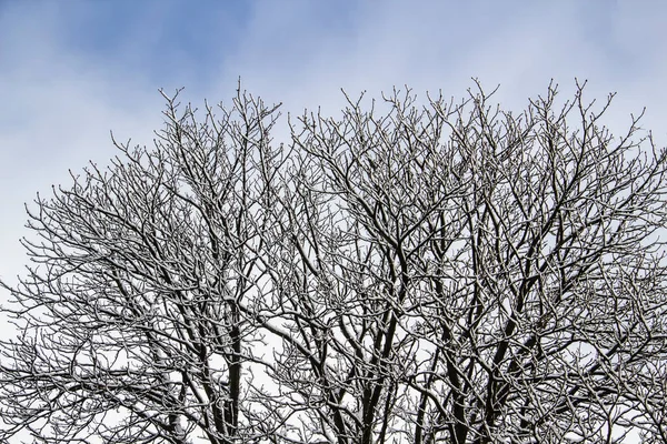 一棵树枝头上有雪 透过树枝仰望天空 美丽的黑色树枝在天空的前面 白雪覆盖的裸树 — 图库照片