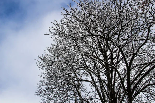 その上に雪の木の枝 木の枝を通して空を見上げます 空の前に美しい黒い枝 雪のある裸の木 — ストック写真