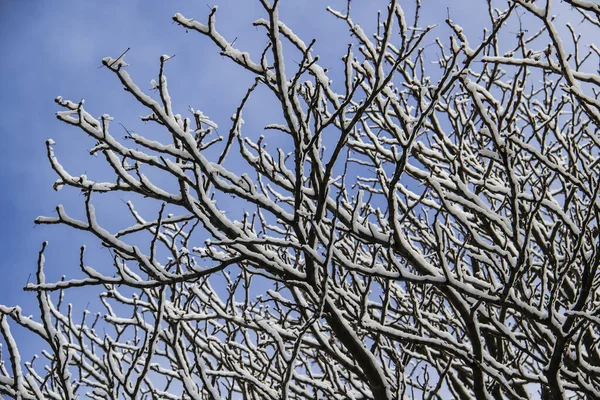 Tree Branches Snow Looking Sky Tree Branches Beautiful Black Branches — Stock Photo, Image