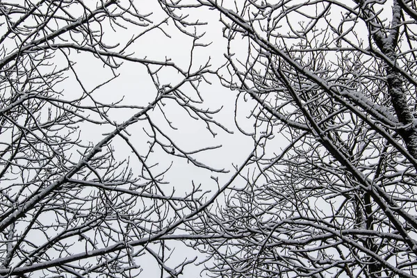 Árbol Ramifica Con Nieve Mirando Hacia Cielo Través Ramas Árboles —  Fotos de Stock