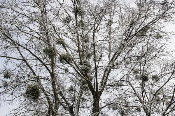 Árbol Ramifica Con Nieve Mirando Hacia Cielo Través Ramas Árboles —  Fotos de Stock