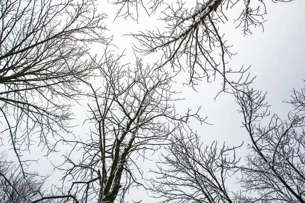 一棵树枝头上有雪 透过树枝仰望天空 美丽的黑色树枝在天空的前面 白雪覆盖的裸树 — 图库照片