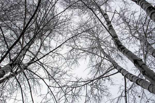 一棵树枝头上有雪 透过树枝仰望天空 美丽的黑色树枝在天空的前面 白雪覆盖的裸树 — 图库照片