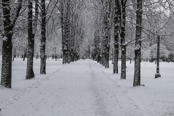 Χιονισμένο Τοπίο Χειμώνα Δέντρα Στο Πάρκο Χειμώνα Κρύα Μέρα Στην — Φωτογραφία Αρχείου