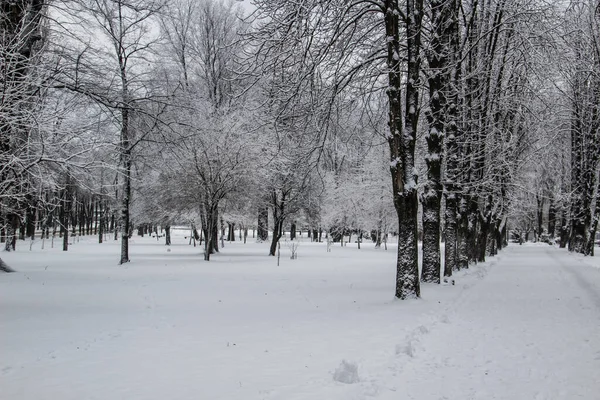 Paisagem Inverno Nevado Com Árvores Parque Inverno Dia Frio Cidade — Fotografia de Stock