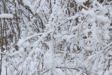 Kar ve buzun altında donmuş çimen ve yabani otlarla güzel bir kış geçmişi var. Kuru bitkiler karın altında dallanır.