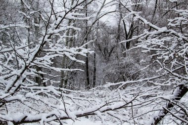Üzerinde kar olan bir ağaç dalı. Ormanın önündeki güzel siyah dallar. Karlı çıplak ağaçlar