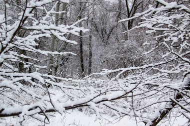 Üzerinde kar olan bir ağaç dalı. Ormanın önündeki güzel siyah dallar. Karlı çıplak ağaçlar