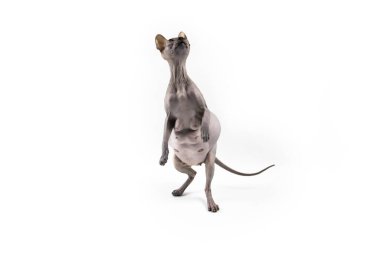 Sphynx hamile kedi. Güzel gri tüysüz sfenks kedisi iki pençe üzerinde durur ve bir şey yakalamaya çalışır..