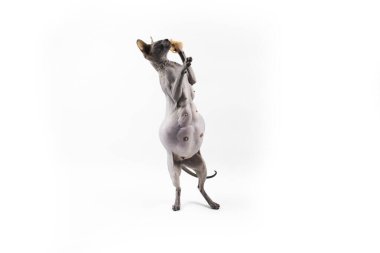 Sphynx hamile kedi. Güzel gri tüysüz sfenks kedisi iki pençe üzerinde durur ve bir şey yakalamaya çalışır..