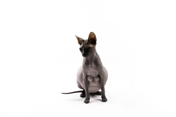Sphynx Pregnant Cat Beautiful Gray Hairless Sphynx Cat Sit — Stock Photo, Image