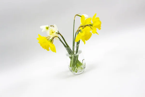 Narciso Narciso Sobre Fondo Gris Flores Amarillas Primavera Jarrón Vidrio — Foto de Stock