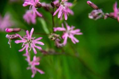 Yeşil arka plana karşı yabani çiçekler. Güzel mor çiçekler