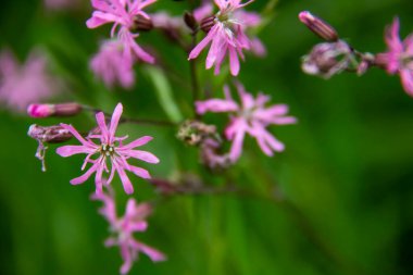 Yeşil arka plana karşı yabani çiçekler. Güzel mor çiçekler