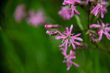 Yeşil arka plana karşı yabani çiçekler. Güzel mor çiçekler