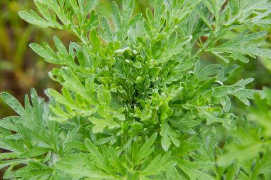 Wormwood arka plana karşı. Şifalı bitki olarak kullanılan Wormwood yaprakları..