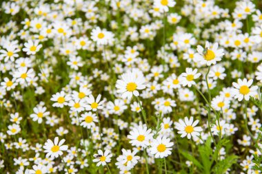 Yazın çayırdaki papatya çiçekleri. Papatya çiçeğiyle güzel bir arkaplan