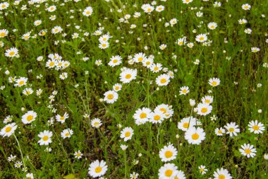 Yazın çayırdaki papatya çiçekleri. Papatya çiçeğiyle güzel bir arkaplan