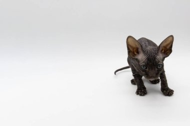 Arka planda güzel gri Sphynx kedi yavrusu