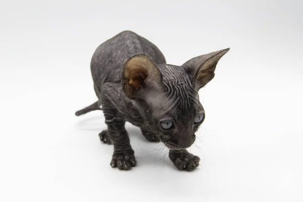 Mooie Grijze Sphynx Kitten Tegen Achtergrond — Stockfoto