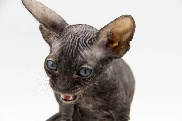 Schöne Graue Sphynx Kätzchen Vor Hintergrund — Stockfoto