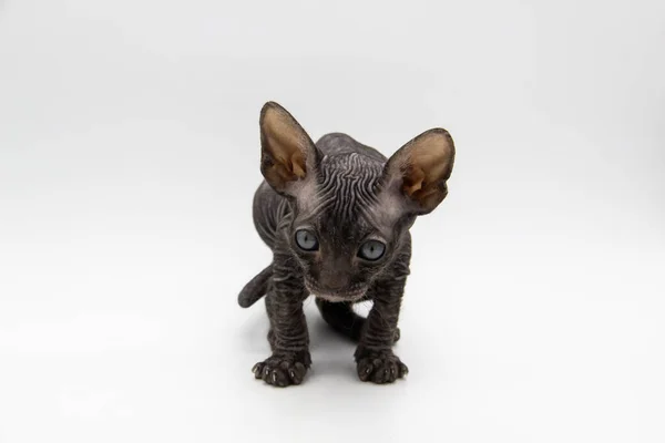 Schöne Graue Sphynx Kätzchen Vor Hintergrund — Stockfoto