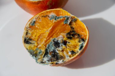 Çürüyen portakal parçaları arka planda kapanır.